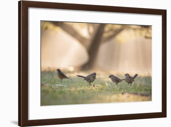 Grey Monjitas, Xolmis Cinereus, in the Morning Mist at Ibirapuera Park-Alex Saberi-Framed Photographic Print