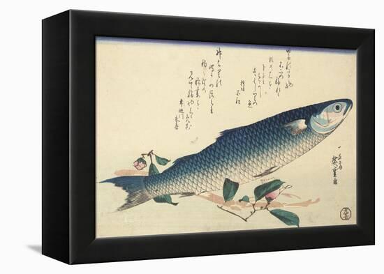 Grey Mullet, Camellia and Udo-Utagawa Hiroshige-Framed Premier Image Canvas