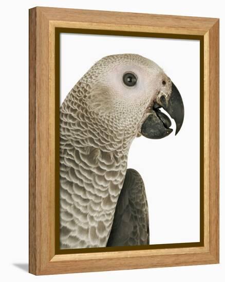 Grey Parrot-Martin Harvey-Framed Premier Image Canvas