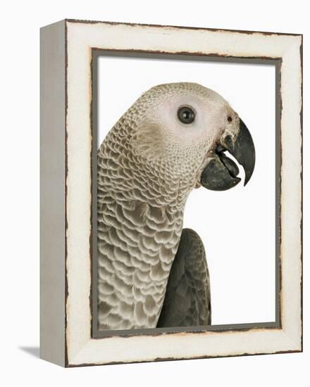 Grey Parrot-Martin Harvey-Framed Premier Image Canvas