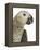 Grey Parrot-Martin Harvey-Framed Premier Image Canvas