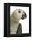 Grey Parrot-Martin Harvey-Framed Premier Image Canvas