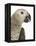 Grey Parrot-Martin Harvey-Framed Premier Image Canvas