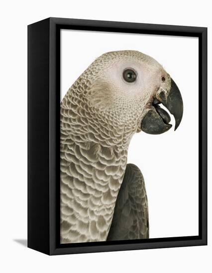 Grey Parrot-Martin Harvey-Framed Premier Image Canvas