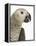 Grey Parrot-Martin Harvey-Framed Premier Image Canvas