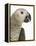 Grey Parrot-Martin Harvey-Framed Premier Image Canvas