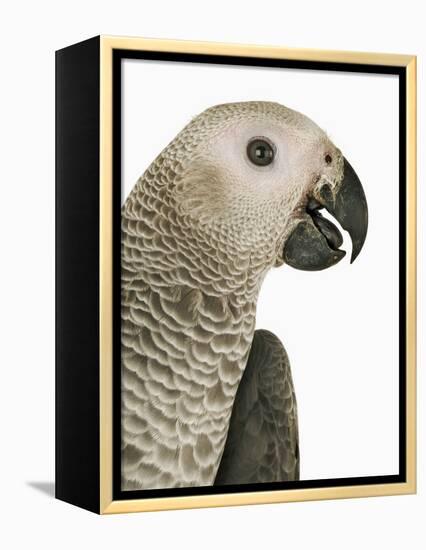 Grey Parrot-Martin Harvey-Framed Premier Image Canvas