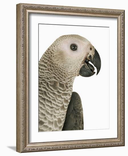 Grey Parrot-Martin Harvey-Framed Photographic Print