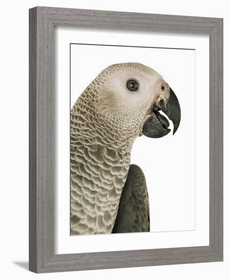 Grey Parrot-Martin Harvey-Framed Photographic Print