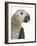 Grey Parrot-Martin Harvey-Framed Photographic Print