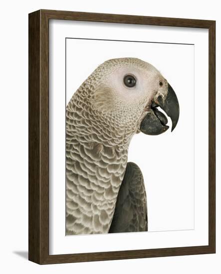 Grey Parrot-Martin Harvey-Framed Photographic Print