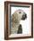 Grey Parrot-Martin Harvey-Framed Photographic Print