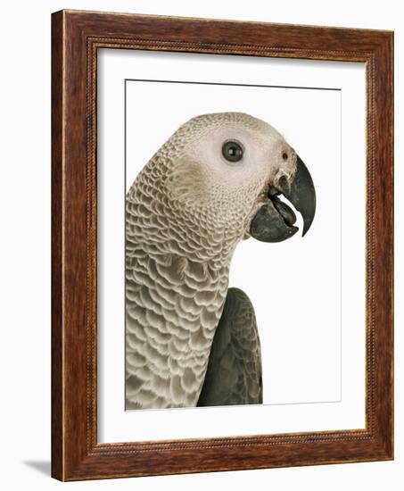 Grey Parrot-Martin Harvey-Framed Photographic Print