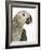 Grey Parrot-Martin Harvey-Framed Photographic Print