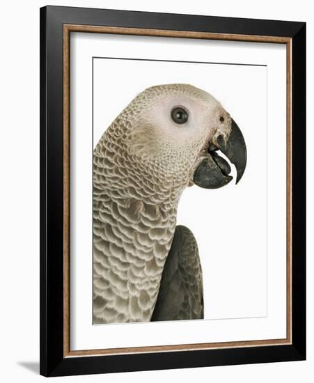 Grey Parrot-Martin Harvey-Framed Photographic Print