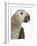 Grey Parrot-Martin Harvey-Framed Photographic Print