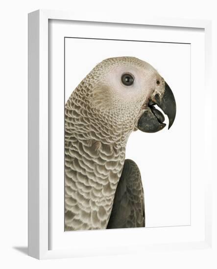 Grey Parrot-Martin Harvey-Framed Photographic Print