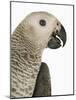 Grey Parrot-Martin Harvey-Mounted Photographic Print