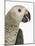 Grey Parrot-Martin Harvey-Mounted Photographic Print