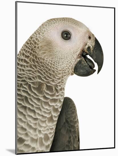 Grey Parrot-Martin Harvey-Mounted Photographic Print