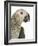 Grey Parrot-Martin Harvey-Framed Photographic Print