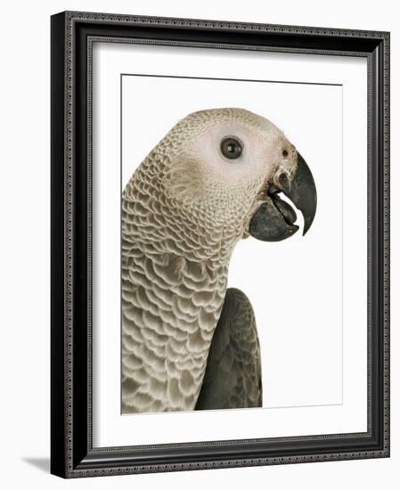 Grey Parrot-Martin Harvey-Framed Photographic Print