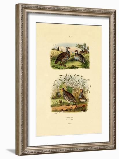 Grey Partridge, 1833-39-null-Framed Giclee Print