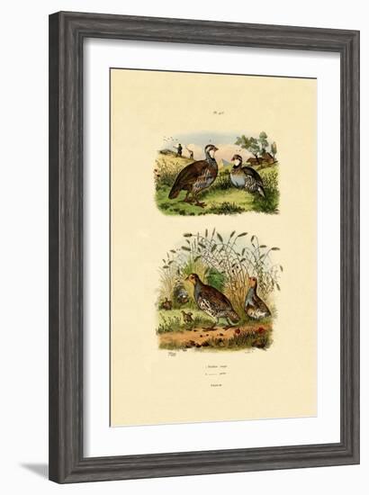 Grey Partridge, 1833-39-null-Framed Giclee Print