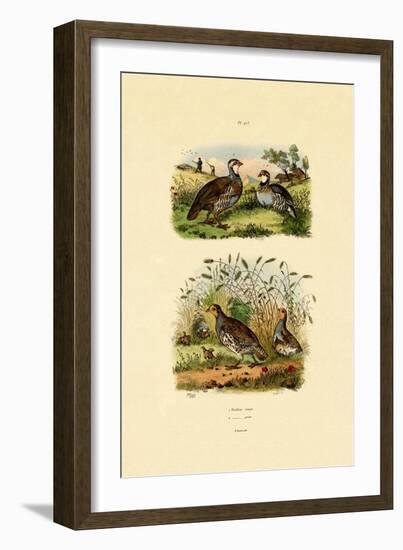 Grey Partridge, 1833-39-null-Framed Giclee Print