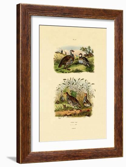 Grey Partridge, 1833-39-null-Framed Giclee Print