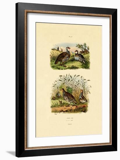 Grey Partridge, 1833-39-null-Framed Giclee Print