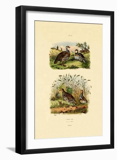 Grey Partridge, 1833-39-null-Framed Giclee Print