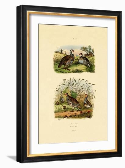 Grey Partridge, 1833-39-null-Framed Giclee Print