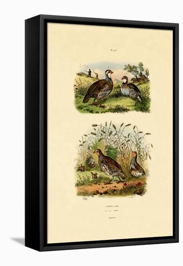 Grey Partridge, 1833-39-null-Framed Premier Image Canvas