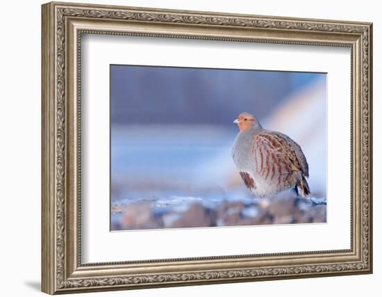 Grey partridge in snow, the Netherlands-Edwin Giesbers-Framed Photographic Print