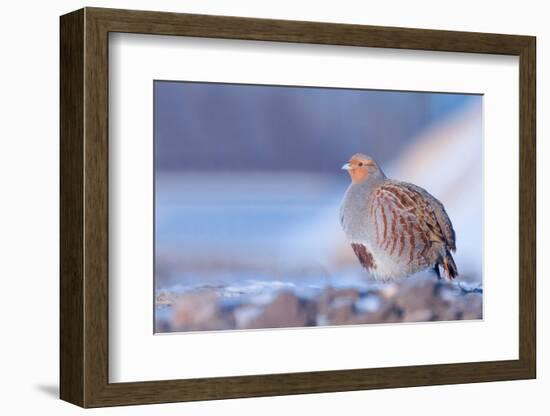 Grey partridge in snow, the Netherlands-Edwin Giesbers-Framed Photographic Print