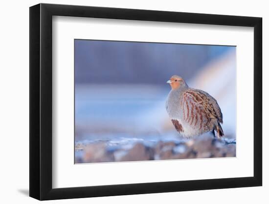 Grey partridge in snow, the Netherlands-Edwin Giesbers-Framed Photographic Print