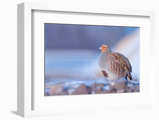 Grey partridge in snow, the Netherlands-Edwin Giesbers-Framed Photographic Print