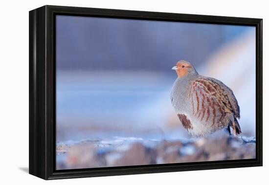 Grey partridge in snow, the Netherlands-Edwin Giesbers-Framed Premier Image Canvas