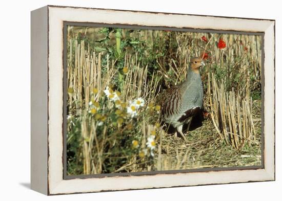 Grey Partridge Male in Stubble with Poppies and Daisies-null-Framed Premier Image Canvas