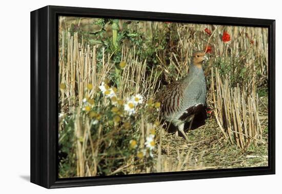 Grey Partridge Male in Stubble with Poppies and Daisies-null-Framed Premier Image Canvas