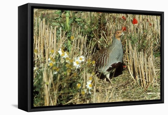 Grey Partridge Male in Stubble with Poppies and Daisies-null-Framed Premier Image Canvas