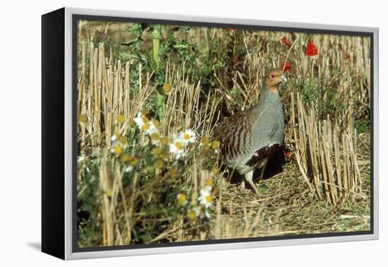 Grey Partridge Male in Stubble with Poppies and Daisies-null-Framed Premier Image Canvas