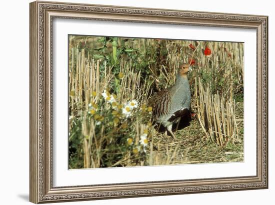 Grey Partridge Male in Stubble with Poppies and Daisies-null-Framed Photographic Print