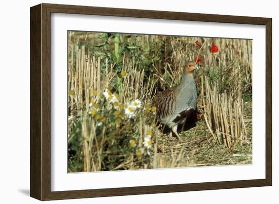 Grey Partridge Male in Stubble with Poppies and Daisies-null-Framed Photographic Print