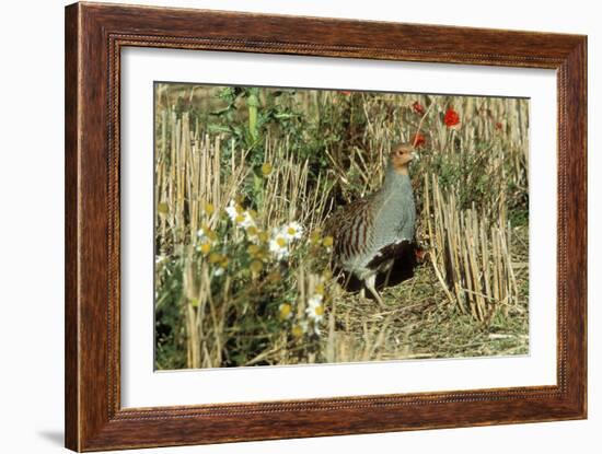 Grey Partridge Male in Stubble with Poppies and Daisies-null-Framed Photographic Print