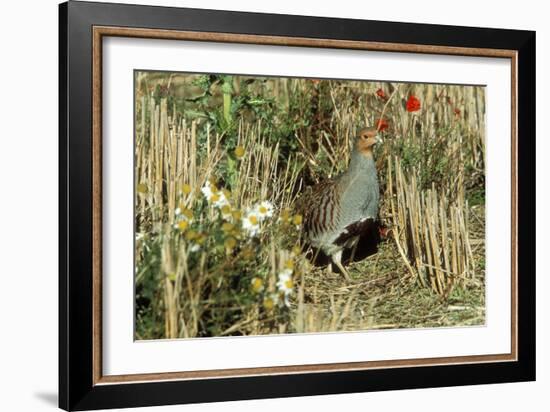 Grey Partridge Male in Stubble with Poppies and Daisies-null-Framed Photographic Print