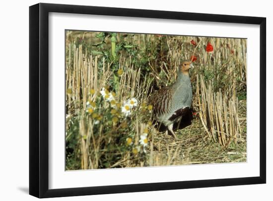 Grey Partridge Male in Stubble with Poppies and Daisies-null-Framed Photographic Print