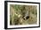 Grey Partridge Male in Stubble with Poppies and Daisies-null-Framed Photographic Print