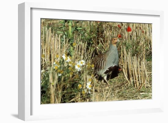 Grey Partridge Male in Stubble with Poppies and Daisies-null-Framed Photographic Print